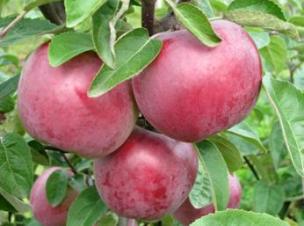 яблоки для хранения, яблоня сорт Память Коваленко
