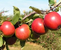 Зимние сорта яблок для Беларуси