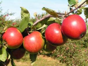 Зимние сорта яблок для Беларуси