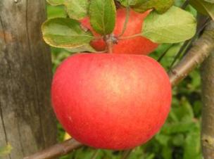 Осенние сорта яблок