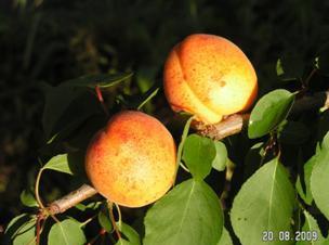Сорта абрикоса