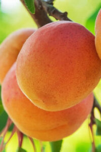 сорта абрикоса Дэбюд