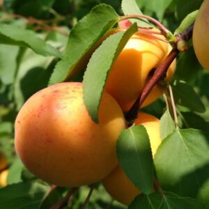 сорт абрикоса Камея фото