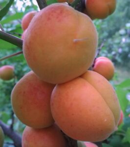 сорт абрикоса Лявон фото