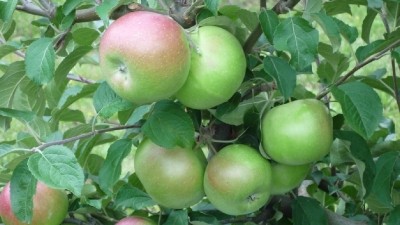 Зимние сорта яблок для выращивания в Беларуси 2023