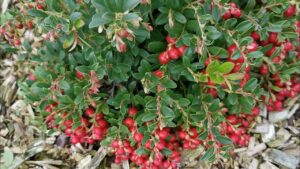 обрезка брусники фото