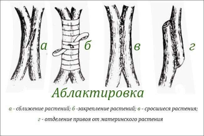 боковая прививка фото