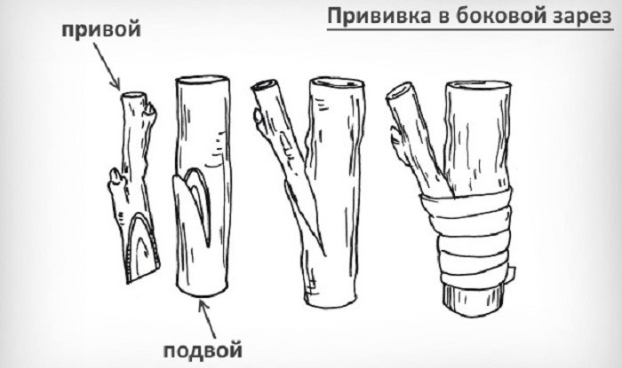 прививка в боковой зарез фото