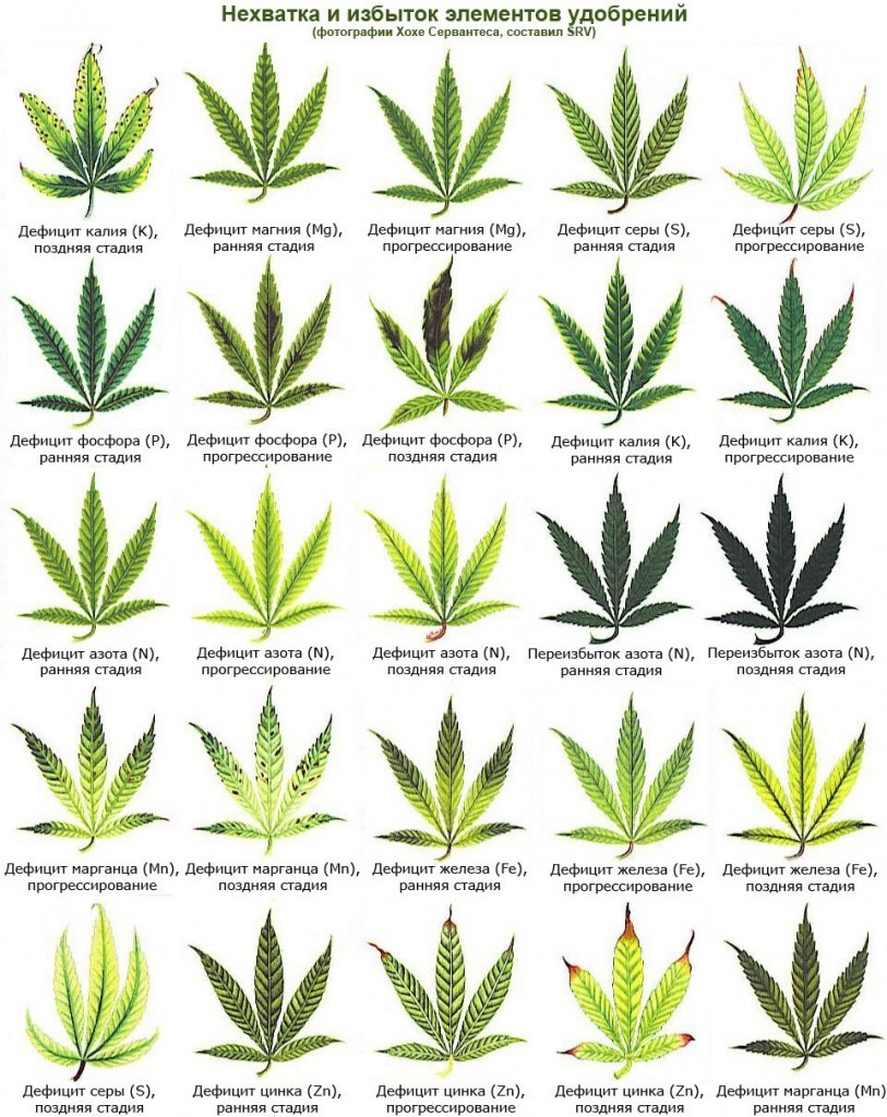 Что делать при передозе марихуаны урбеч из конопляных семян