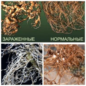 нематода на клубнике фото