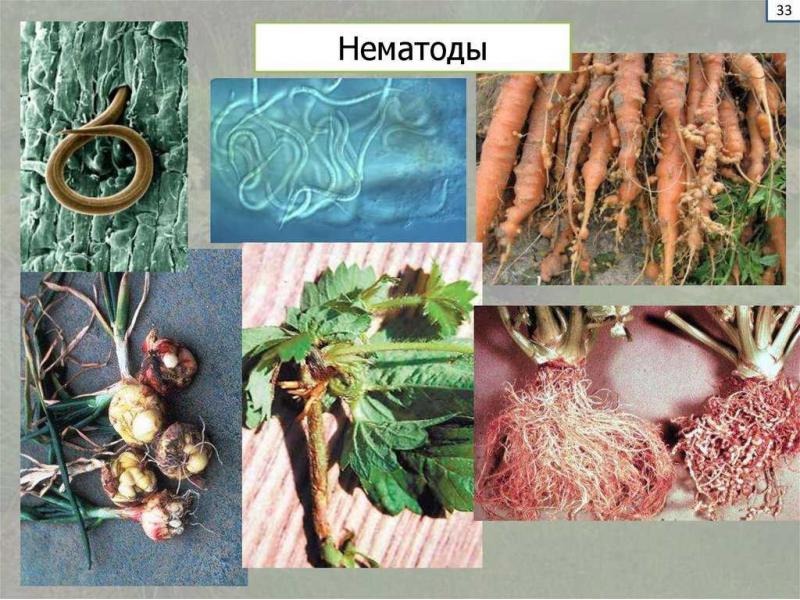 нематоды фото