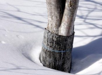 Защита растений. Забор и обвязка деревьев на зиму