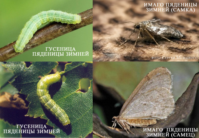 зимняя пяденица бабочка фото