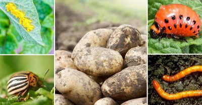 Вредители картофеля и томата: колорадский жук, пасленовая блошка и др.