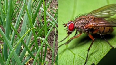 Вредители лука и чеснока: луковая муха и долгоносик