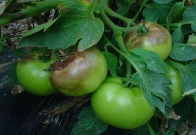 Фитофтора томатов (помидоров): описание, меры борьбы