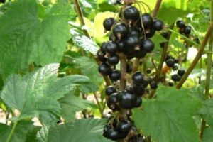 Сорта черной смородины для выращивания в Беларуси