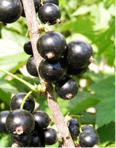 Сорта черной смородины в выращиваемые в беларуси