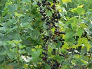 Сорта черной смородины для выращивания в Беларуси