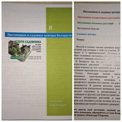 уход за бересклетом