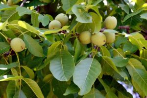 орех грецкий фото