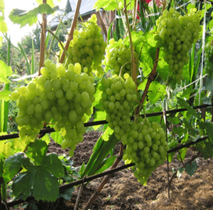 Сорта винограда выращиваемые в Беларуси