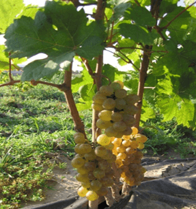 Ранние сорта винограда, в том числе самые урожайные с описанием характеристикой и отзывами, какие лучше выбрать на Украине, в Беларуси