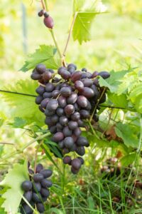 сорт винограда Красотка фото