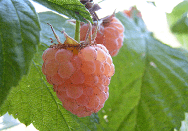 Сорта малины для выращивания в Беларуси
