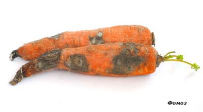 Болезни моркови. Почему гниет морковь