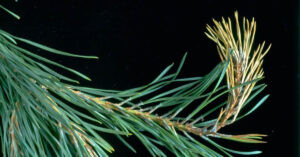 болезни хвойных фото