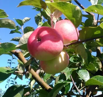Летние сорта яблок для выращивания в Беларуси