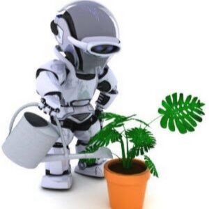 подвой для груши