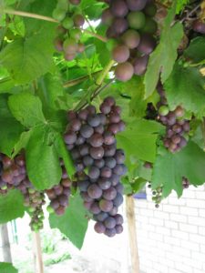 защита винограда от заморозков