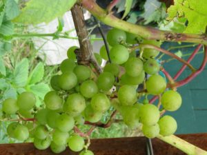 удобрение винограда