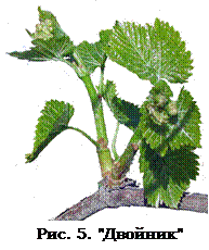 Зеленые операции на винограде - подвязки, прищипывания, чеканки
