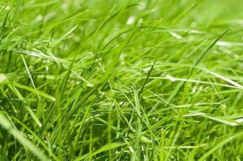 Виды органических удобрений - сапропель, солома, опилки и трава