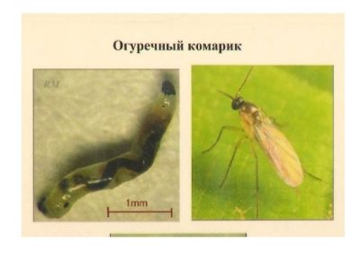 Вредители огурцов (тыквенных): огуречный комарик, клопик и др.
