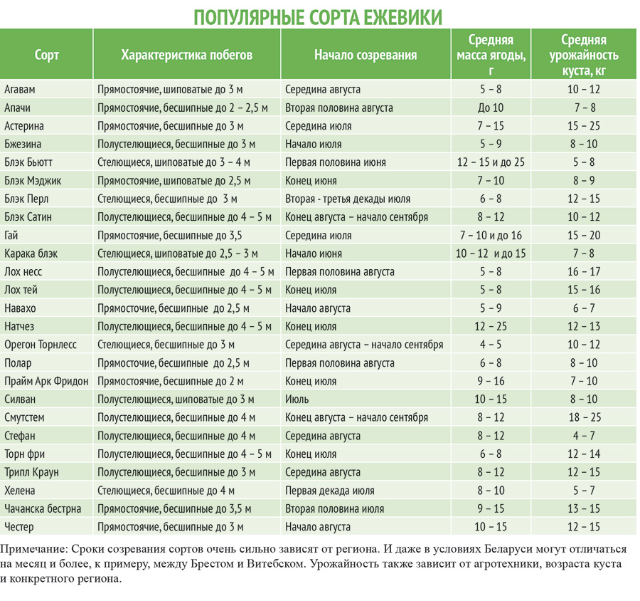 выращивание ежевики фото