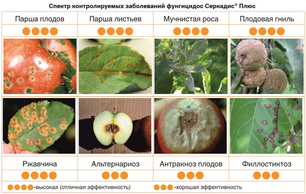 Фунгициды: Азофос, Хорус, Луна Т, Строби, Серкадис, Медея. 2025