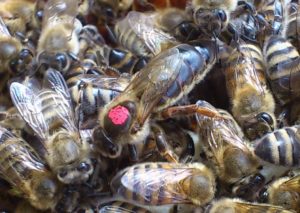 Пчелиная матка – королева или рабыня?..