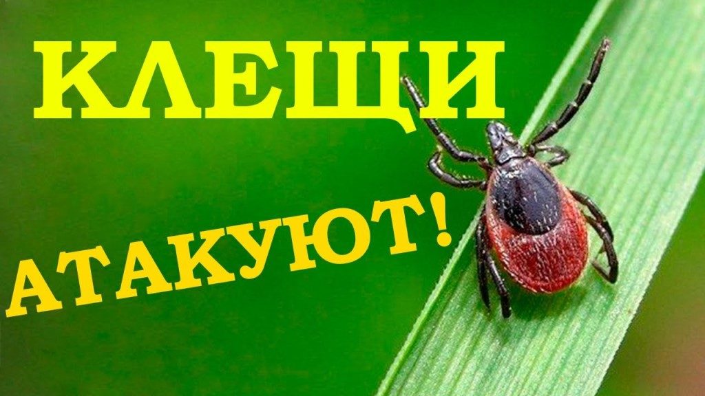 Обработка от клещей участка, дачи, газона