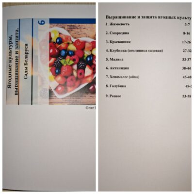 Актинидия коломикта и аргута. Сорта актинидии