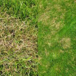 болезни газона фото розовая пятнистость на газоне