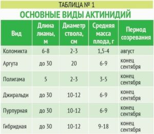 сорта актинидии фото