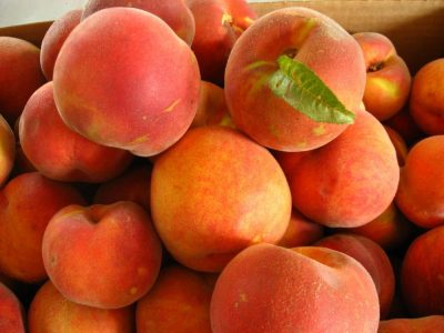 Персик - посадка, обрезка, защита от болезней и вредителей