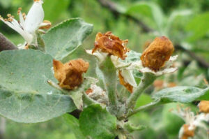 цветоед фото повреждения