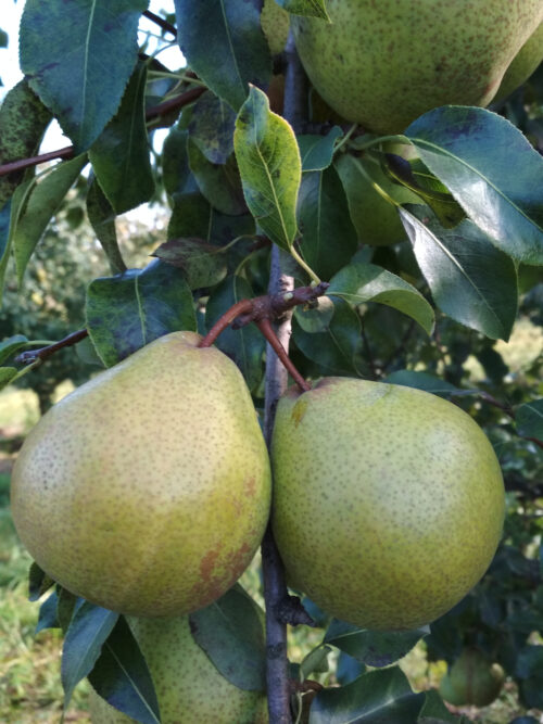 Зимние сорта груш для Беларуси