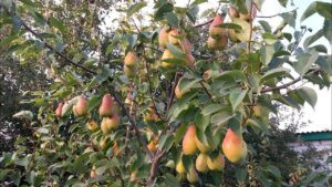 зимние сорта груш фото Талгарская Красавица