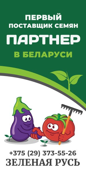 Земляничная малина в Беларуси.